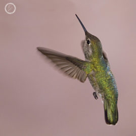 Portfolio carousel 23