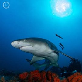 Portfolio carousel 26