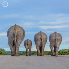 Portfolio carousel 29 FNP