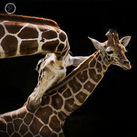 Portfolio carousel 8 FNP