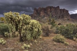 Susan_Cullumber_FNP_10