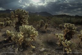 Susan_Cullumber_FNP_12