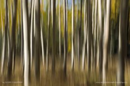 Susan_Cullumber_FNP_2