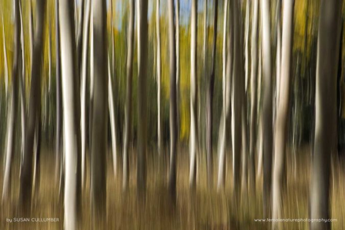 Susan_Cullumber_FNP_2