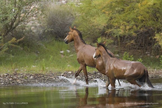 Susan_Cullumber_FNP_3