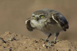 Susan_Cullumber_FNP_4