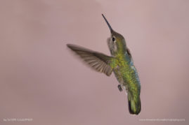 Susan_Cullumber_FNP_9