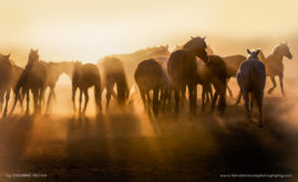 Suzanne_Mathia_FNP_1