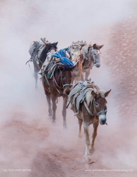 Suzanne_Mathia_FNP_12