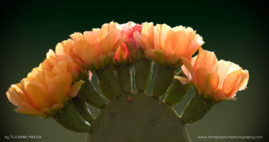 Suzanne_Mathia_FNP_2