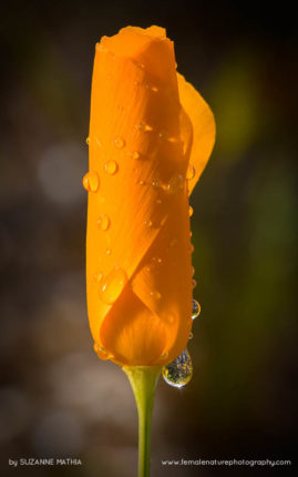 Suzanne_Mathia_FNP_7