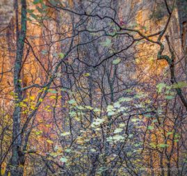 Valerie_Millett_FNP_13