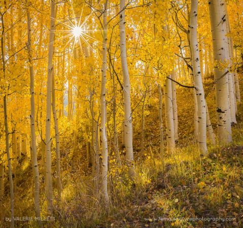 Valerie_Millett_FNP_14