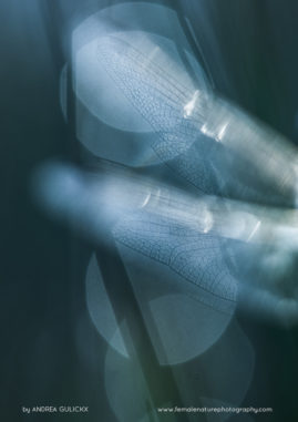 Andrea_Gulickx_FNP_11