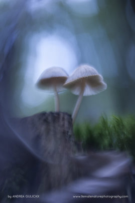 Andrea_Gulickx_FNP_12