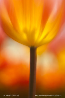 Andrea_Gulickx_FNP_14