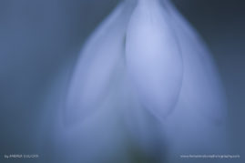 Andrea_Gulickx_FNP_2