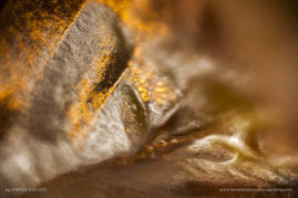 Andrea_Gulickx_FNP_5