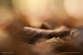 Andrea_Gulickx_FNP_6