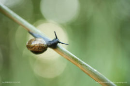 Andrea_Gulickx_FNP_7