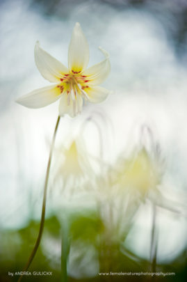 Andrea_Gulickx_FNP_9