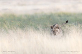 Anette_Mossbacher_FNP_1