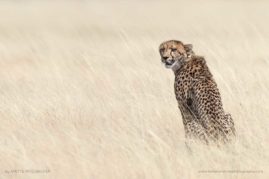 Anette_Mossbacher_FNP_13