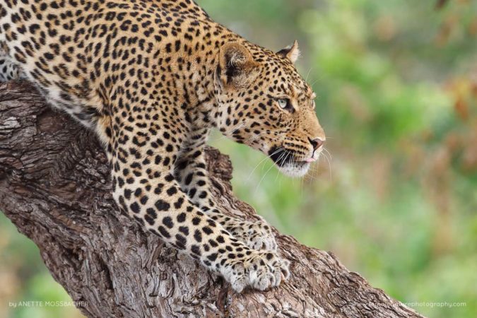 Anette_Mossbacher_FNP_2