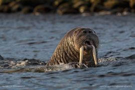 Anette_Mossbacher_FNP_3