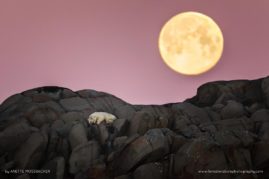 Anette_Mossbacher_FNP_6