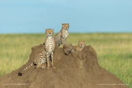 Beena_Balasubramaniam_FNP_12