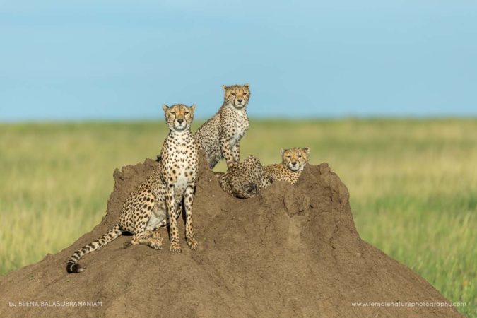 Beena_Balasubramaniam_FNP_12