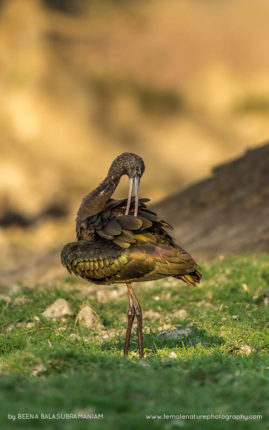 Beena_Balasubramaniam_FNP_13