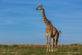 Beena_Balasubramaniam_FNP_2