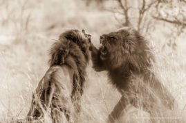 Beena_Balasubramaniam_FNP_5