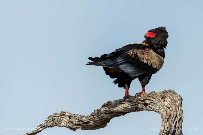 Beena_Balasubramaniam_FNP_6