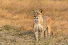 Beena_Balasubramaniam_FNP_9