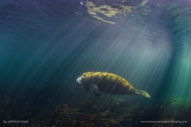 Jennifer_Adler_FNP_12