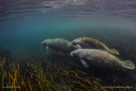 Jennifer_Adler_FNP_13