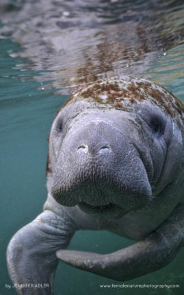 Jennifer_Adler_FNP_14