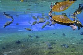 Jennifer_Adler_FNP_6