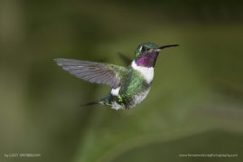 Lizet_Grobbelaar_FNP_10