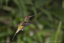 Lizet_Grobbelaar_FNP_11