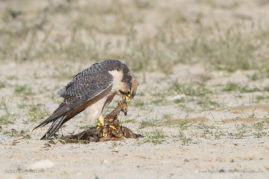 Lizet_Grobbelaar_FNP_2