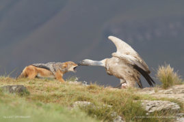 Lizet_Grobbelaar_FNP_3