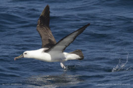 Lizet_Grobbelaar_FNP_4