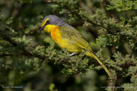 Lizet_Grobbelaar_FNP_5