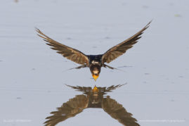 Lizet_Grobbelaar_FNP_6