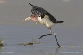 Lizet_Grobbelaar_FNP_7