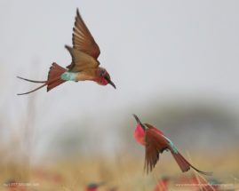 Lizet_Grobbelaar_FNP_8